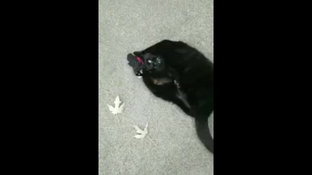 Using a Toy to Play with my Pussy